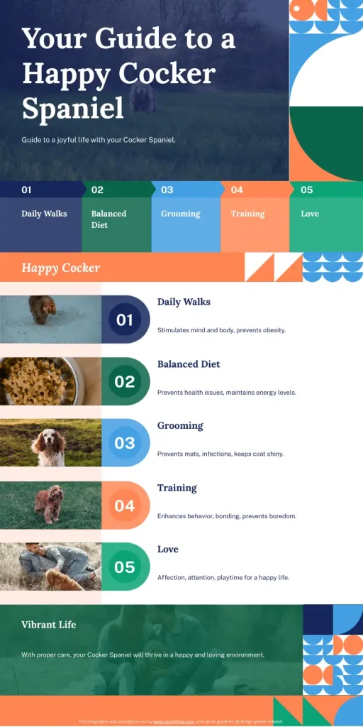 An informative infographic about having a happy Cocker Spaniel.