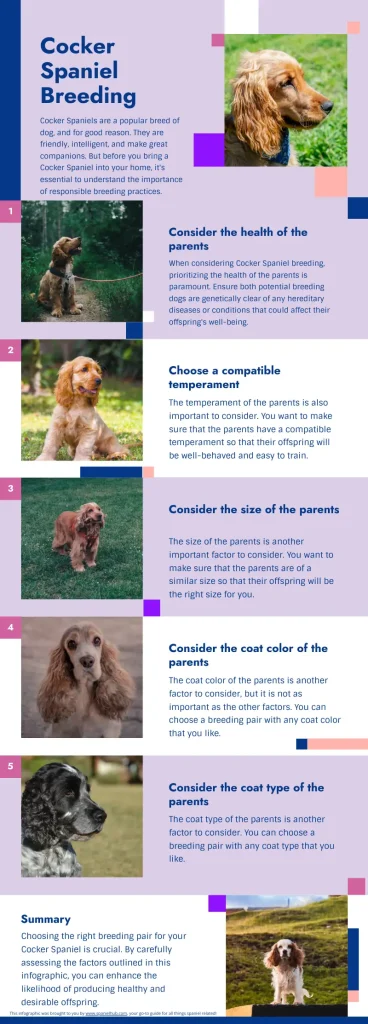 An informative infographic about Cocker Spaniel breeding.